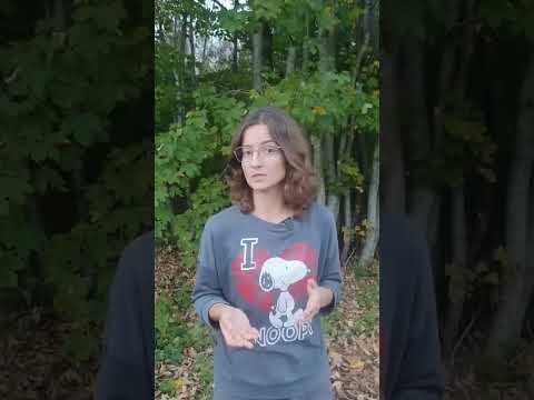 Jak nauczyć psa zostawania w miejscu? #behawiorysta #szkoleniepsow #dog #pies