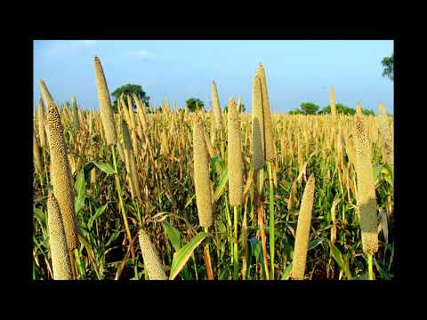 Por Quanto Tempo um hectare de milheto pode alimentar 20 Bezerras