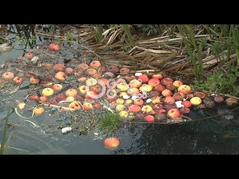 RTV Ora - Fermerët e Devollit nuk kanë treg për mollët, mundi i një viti shkon në lum