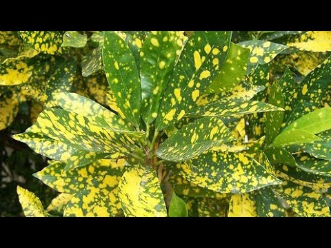 , title : 'Croton plant golden dust complete care, its diseases,propagation