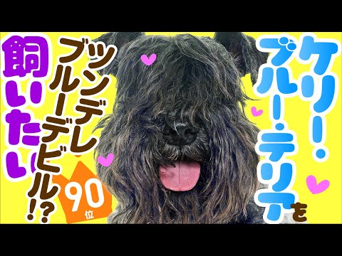 ケリーブルーテリア