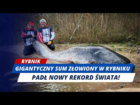 THEY CATCHED A GIANT CATFISH! IT WAS ALMOST THREE METERS LONG