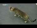 Video: Golden Cat Show, concorso, sfilate e intrattenimento... Lo raccontano gli organizzatori a VicenzaPiu.Tv