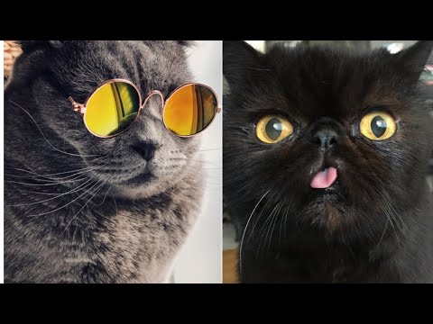Cute Cats Funny Moment | Cute & Funny Cat Videos | Part-6 #cutecat #funnycats