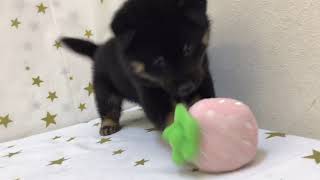 柴犬の動画01