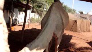 Camel - Abu Dhabi - Prayer