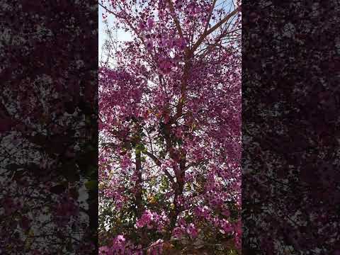 Senador Canedo Goiás