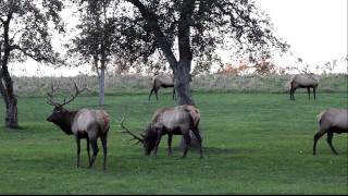 preview picture of video 'Elk on Gray Hill Road, near Weedville, Pennsylvania'