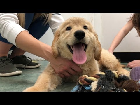 download lagu mp3 mp4 Golden Retriever Puppies For Adoption, download lagu Golden Retriever Puppies For Adoption gratis, unduh video klip Golden Retriever Puppies For Adoption
