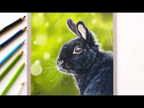 Drawing a realistic bunny rabbit with pastel pencils |...