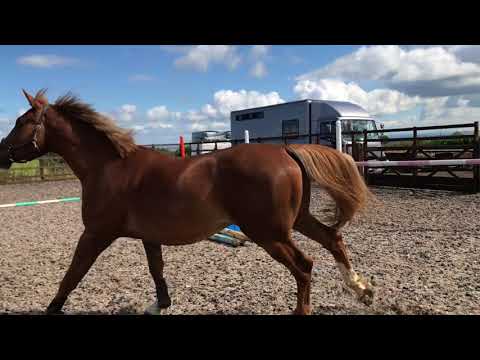 Centurio 22 ( Cassini II ) 4 Years Gelding