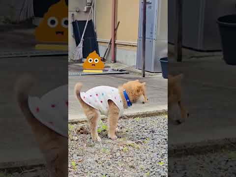 #犬 #dog #perro #cún#chó #kutta#anjing#chiot#chien#개#狗#หมา#puppy#chócon#小狗#강아지#aso#shorts#dogs#perros