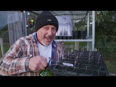 , title : 'Update on My Big Malaka Tomato Seedlings - July 2020'