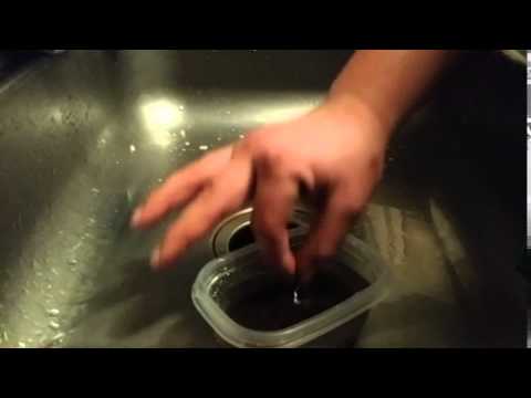 How To Setup Your Own Blackworm Culture!