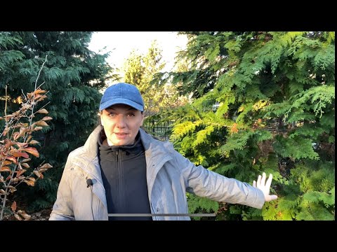 🌲 How to Prune Evergreens - Cutting evergreens for garland 🌲