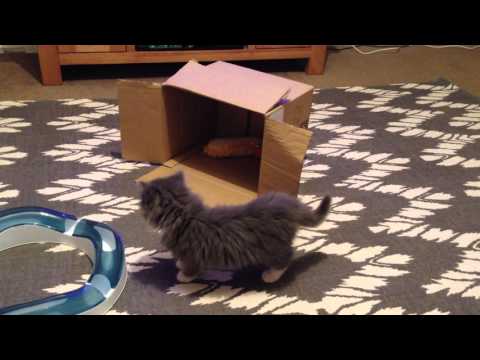 Cute Kitten Playing: Conrad vs Cardboard!