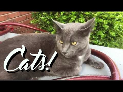 SUNDAY MORNING WITH THE CATS