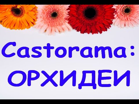 ОРХИДЕИ:завоз в "Castorama",УЦЕНКИ,16.07.20,Самара,Московское ш.