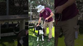 Video preview image #1 American Staffordshire Terrier Puppy For Sale in Pasadena, CA, USA