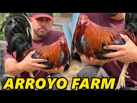 QUALITY !! Beautiful Birds ARROYO FARM