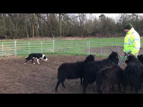Video of Chip in the round pen