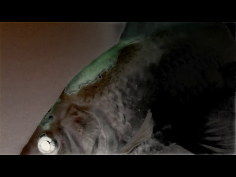 Psyek - Gnarly (Official Fishy Video) HD