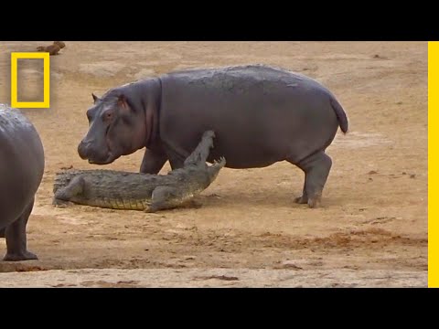 Watch What Happens When a Hippo Gets Playful With a Croc