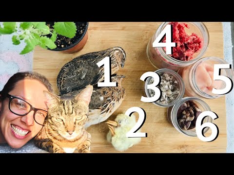 Why your cats need variety in their diet