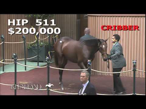 2015 September Yearling Sale - Hip 511 (Bernardini - Pilfer)