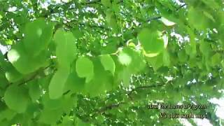 Winter Is Gone - Nick Drake (Lyrics &amp; Vietsub)