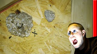 Wasp Nests in the Attic