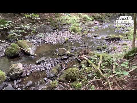 Sprakelbach bei Zorge (Harz), 1.8.22