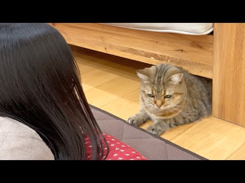 youtube-動物記事1970/01/01 09:00:00