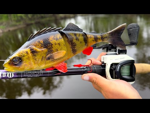Fishing HUGE PERCH SWIMBAIT pays off with a RIVER MONSTER! (NEW PB)