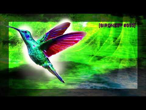 Alex O’Rion - Bandēs - Khen - Matt Lange Makebo - BIRDNEST #053 | Podcast by The Lahar