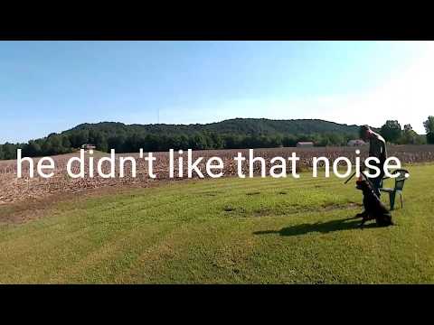 How to (Introducing gun fire) to your retriever! pt 2