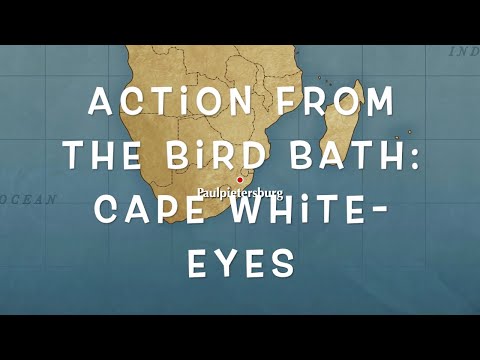 Cape White-eyes