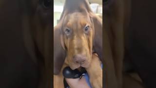 Download lagu #31 Funniest Cats And Dogs videos 🐶🐱 #funny #animals #cuteanimals mp3