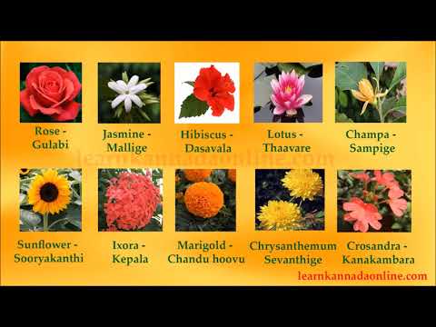 Flower names kannada | Flower names in Kannada through English