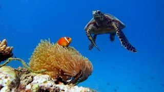 Snorkeling in Maldives - Addu Atoll