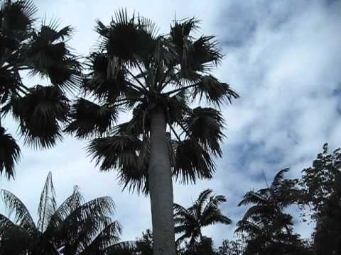 Borassus aethiopum Palms at Fairchild, Miami