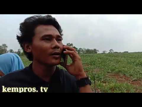 teganya-ayah-kandungku