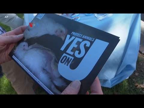 VOA PRO DAN KONTRA PROPOSAL MENGAKHIRI PRAKTIK PABRIK TERNAK