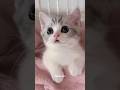 Connie Francis - Pretty Little Baby #lyrics #music