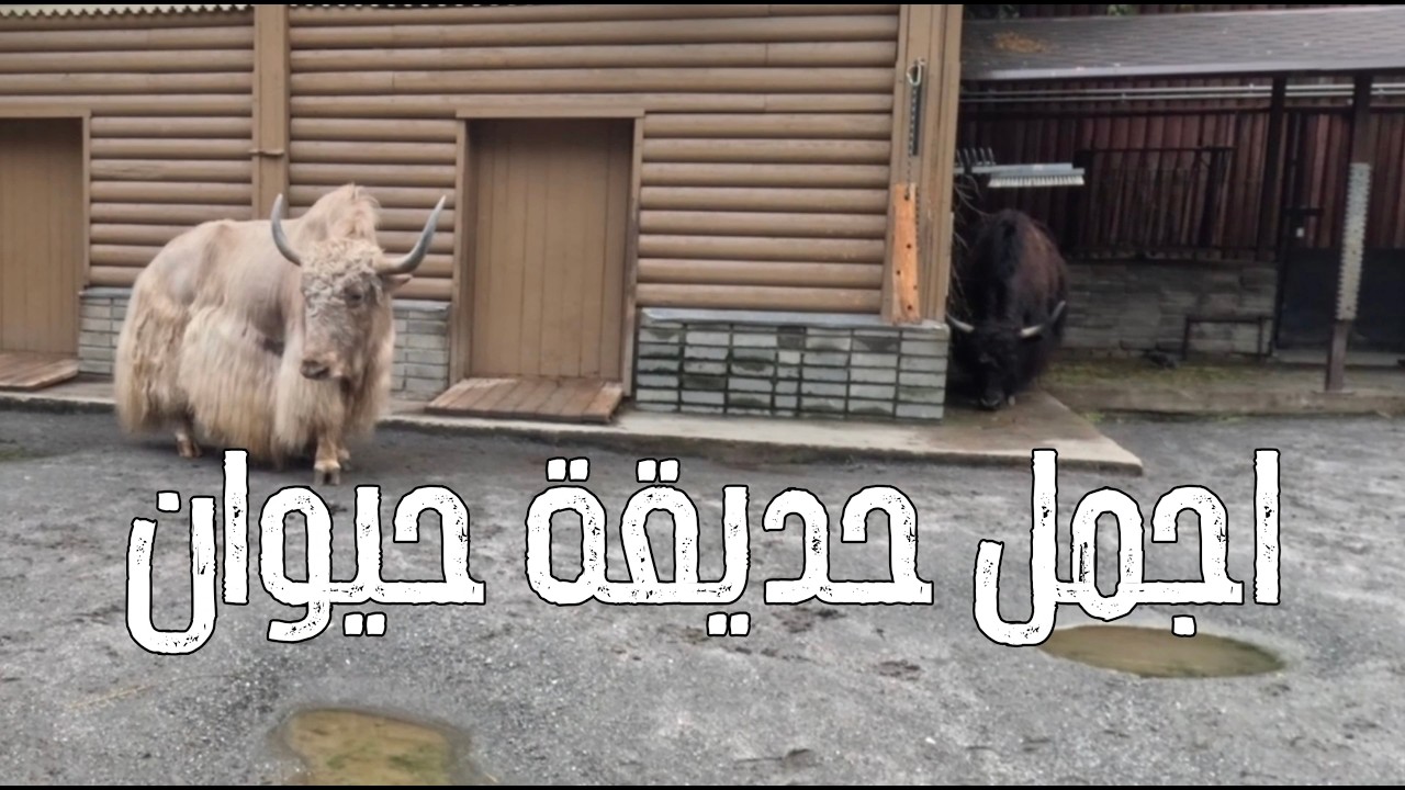 روسيا 🇷🇺 | جولة في شوارع موسكو