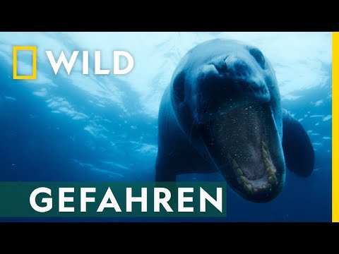 Die Gefahr lauert im Meer | Die Geheimnisvolle Welt der Pinguine