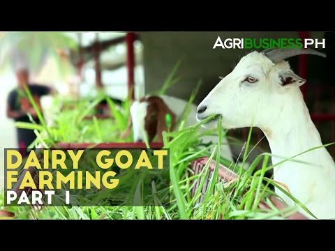 , title : 'Dairy Goat Farming Part 1 : Dairy Goat Farming in the Philippines | Agribusiness Philippines'
