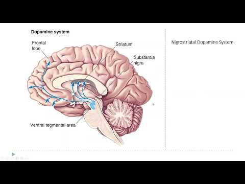 OSSM Neuro Chapter 15 - The Diffuse Modulatory Systems