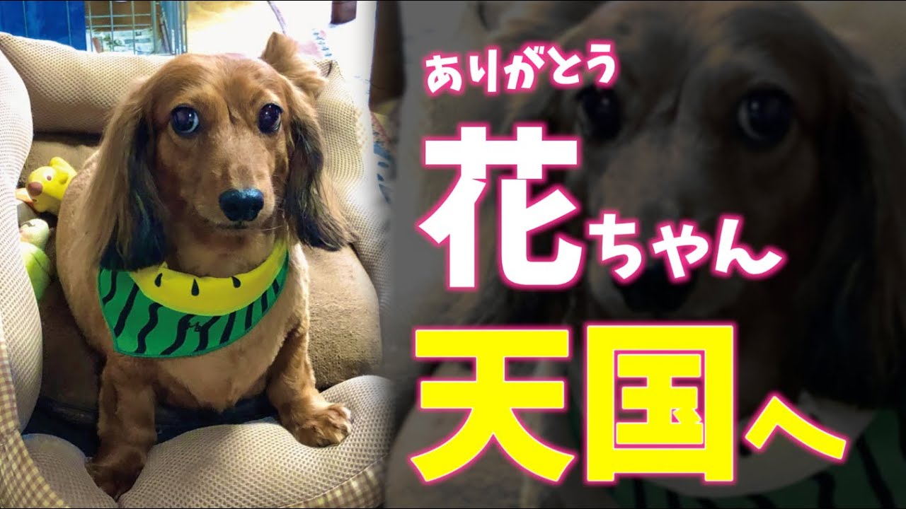 【ありがとう花ちゃん🐶】 #自粛犬