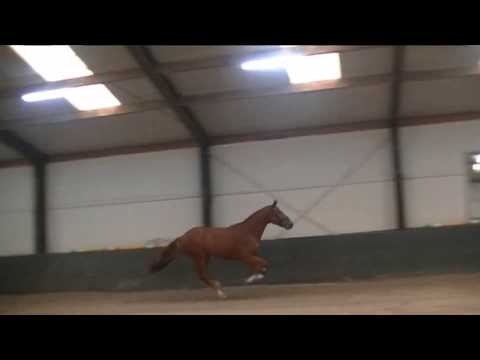 2016 KWPN gelding  Top jumper prospect by Zirocco Blue FOR SALE